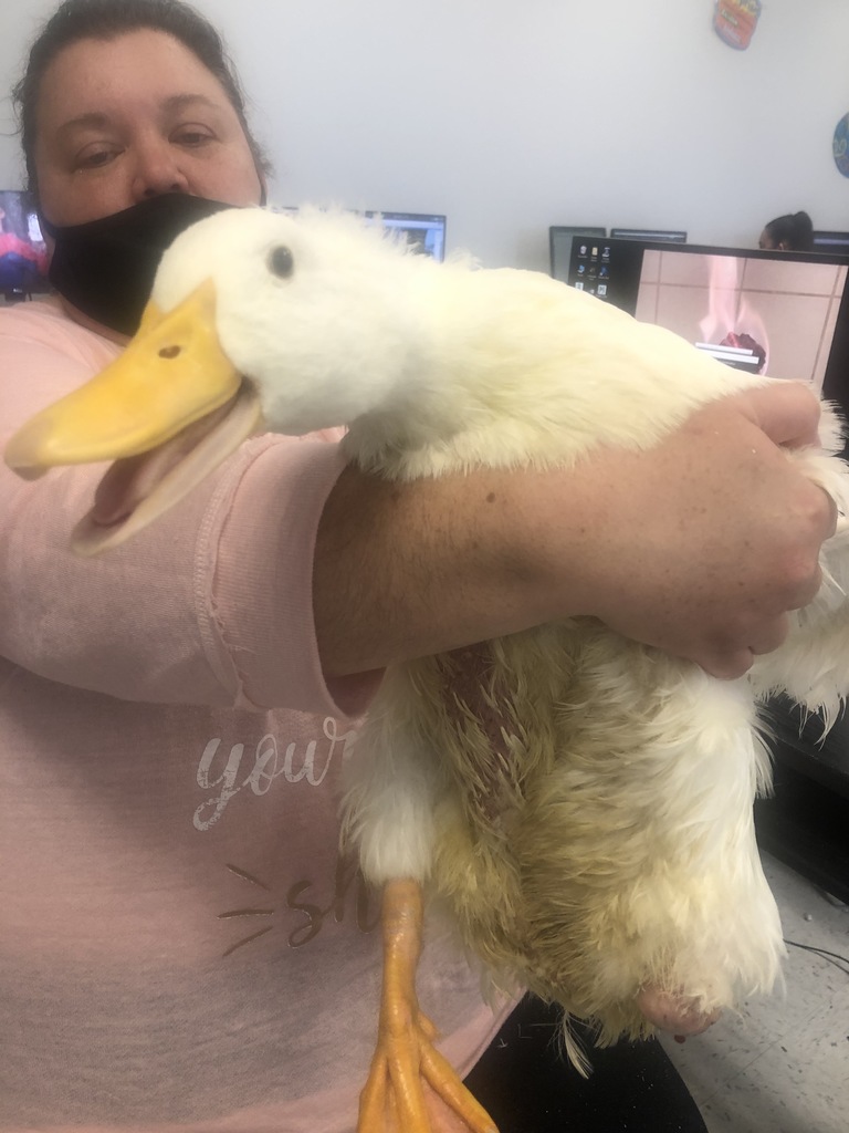 Owner holding quacking duck