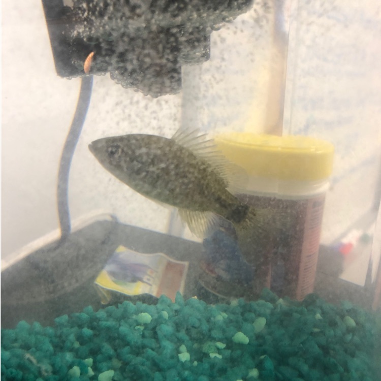 picture of fish