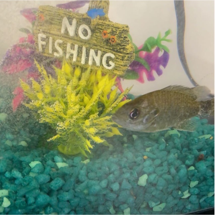 fish with a no fishing sign